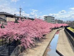 淀水路の早咲き桜は京都最速のお花見スポット。
