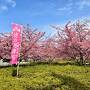 淀水路の河津桜に感動