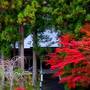 紅葉の厳美渓。最後の蘇民祭を待つ黒石寺逍遥。正法寺からいつくし園へと秋三昧。