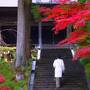 紅葉の厳美渓。最後の蘇民祭を待つ黒石寺逍遥。正法寺からいつくし園へと秋三昧。