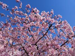 桜がきれいでした。