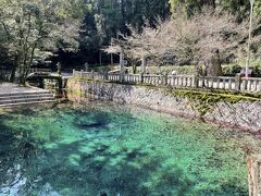 別府厳島神社の境内にある「別府弁天池」。びっくりするくらい碧いです。
