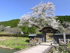 ●一乗谷朝倉氏遺跡（唐門）

そして、「朝倉館跡」の出入口にあたる「唐門」の前へ。
この門を入れ込んだ構図は「一乗谷朝倉氏遺跡」の定番となっており、後ろに咲く桜と相まってとっても絵になりますね～。