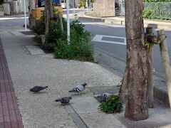 公園見えてきた。
午後の日差しが結構強い。ハトさんも日陰に。