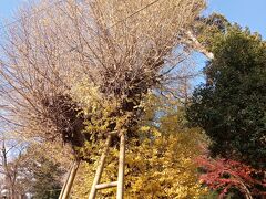 五所神社

樹齢約850年のイチョウの木がどど～んとお出迎え
境内には樹齢約850年の御神木の楠（くすのき）も

駐車場は初詣ででいっぱい。運よく一台出たので無事駐車