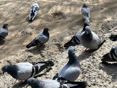 続いて鳩の谷へ。
鳩めっちゃいたw