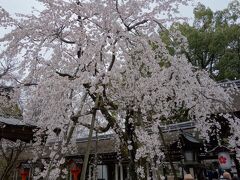 昼間の神門前に植えられている魁桜。