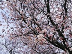 熊谷駅の南口に1本熊谷桜が綺麗に咲いてます
江戸時代の熊谷古絵図にも描かれていて歴史がある桜ですが、今では絶えて幻の桜と言われてるそうです