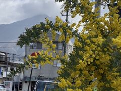 桜の開花にはまだ少し早い時期でしたが、駅近くのミモザは満開でした。