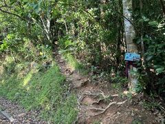 今日は西部にある屋良部岳を目指す。バイクで40分くらい。この時期は風切って走ると寒いね。上着忘れた。観光予定じゃなかったからサングラスも日焼け止めもなし。日に焼けた。最後の山道が結構厳しくて、バイクだからまだいいけれど、車は難しそう。そして登山口は予習していったけれどもとても分かりにくかった。この水色の看板が目印。