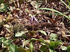 飯盛山に咲く「カタクリ」の花。薄紫色で、綺麗でした。