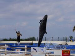 最後の方にやっとダイナミックなジャンプ姿が撮れました
