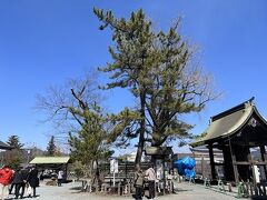 阿蘇神社 高砂の松。