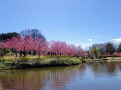 古河公方公園の桃林！
遠くから見ても鮮やかなピンク色に興奮してしまいました(笑)