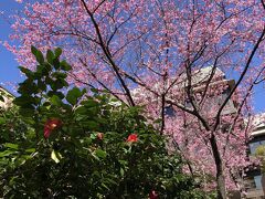 東京に桜開花宣言が出る2日ほど前に、日本庭園内に咲く、すでに７分咲きになっていた陽光桜や東海桜を観賞してきました。何本もの桜がまとまって植えられているわけではないので豪華さは感じられませんでしたが、真っ赤な椿の花とコラボし、春の到来を感じることができました。