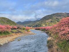 名前の由来となった河津町では1991年より、毎年2月10日前後から3月10日前後にかけて「河津桜まつり」が開催されます。