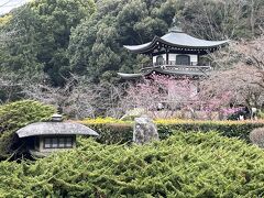 　桜が咲いてます。手前はハイヒャクシンが枝を広げています。樹齢750年だそうです。