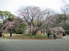 JR駒込駅から5分ほどのところに残る大名庭園です。
庭園をを象徴するのが、樹齢70年、高さ15m、幅20mの枝垂桜です。
訪れた時は二分咲きだったため、遠くからは桜特有の薄ピンク色は目立ちませんが、開花宣言が待ちきれないかのように、色づき始めていました。