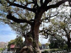 道中も色々見所説明してくれて楽しかったー。
おばあちゃん、今は花粉の季節だから車だけどそれ以外の時期は家から片道3０分かけて西郷どんの湯に通っているそうな。すごい健脚…！

お話ししていたらあっという間に鹿児島神宮に到着。
おばあちゃんありがとうーー！お元気でこれからも旅行楽しんでください♪
お別れの言葉が「さよならー」じゃなくて「またどこかで会いましょうね」は旅人同士あるあるだと思うんだｗ

鹿児島の人、以前来た時も思ったけどお話好きで優しい人ばかりだなぁ。