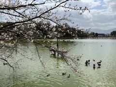 深田池の周囲は桜があり
多くの人で賑わっていました
