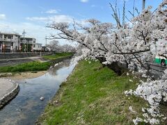 ホテルに戻る前に高田川へ
桜が満開で綺麗でした