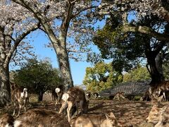 そして奈良公園
鹿がくつろいでいます