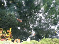 明神池名水公園は鯉も泳いでいて、より自然な感じで美しいです。
近くのお蕎麦屋さんでお昼ご飯。