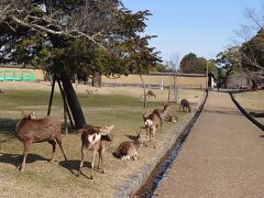 東大寺のエリアに近づいたら、すぐにいました！

本当に鹿がたくさん。
人も全然怖がらないんですね。