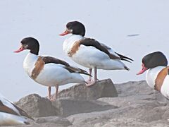 肥前鹿島駅で自転車を借り、しばし肥前鹿島干潟で探鳥