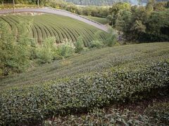 遠くには、千島湖。
台北市の水源であり、周辺には様々な規制あり？
ここは標高500m程度の斜面で、お茶の栽培に適しています。