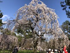 素晴らしい枝垂桜。