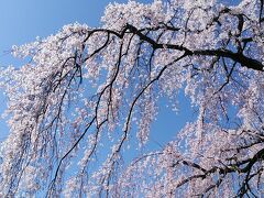 滝が流れるような美しいしだれ桜ですね