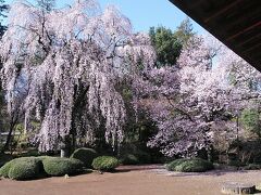 三代将軍 家光公お手植えのしだれ桜が見事に咲いてます