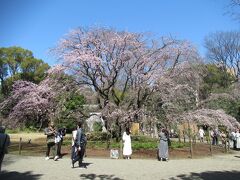 2日前と比べかなり色づいてきた枝垂桜です。
2日目は二分咲きでしたが、この日は七分咲きになっていました。

ちなみに4月3日に再再度訪れたところ、桜に花はすでに散り始めていました。

