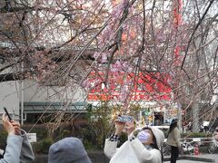 上野公園の早咲き枝垂れ桜です。
毎年３月下旬に海外に行くときにここを通ります。ことしはすこし開花がおそいかな
