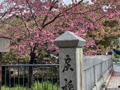 で　実際の戻り橋は　堀川にかかっています
あ、早咲きの桜かな？
