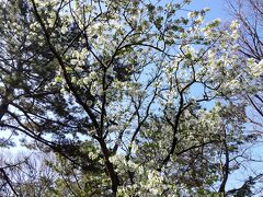 そして3月最終の週末，野島公園の大島桜は満開を過ぎ，いよいよソメイヨシノが開花し始めた。
皆様桜花見宴会ではしゃぎ過ぎて周りに迷惑を掛けないように留意しましょう。
2023年度最終日です。今年度は激動で色々ありました。
明日からの新年度も新たな波乱が見込まれますが，健康に十分配慮して楽しみましょう。
最後までめくって頂き有り難うございます。
よろしければこれまでの旅行記100件の評価を頂きたく。
皆様の幸運と健勝を祈ります。
今夜もわが国固有の各地の醸造技術や販路と愛飲文化の継承発展と健康維持のため国酒日本(純米)酒で乾杯を！