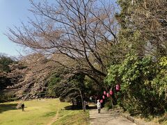 真鶴で途中下車したけど桜は3分咲でした。