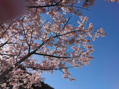 マザー牧場に行きました。
桜が綺麗に咲いていました。