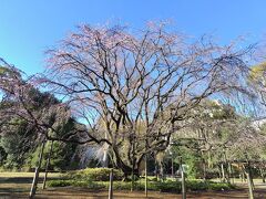 六義園の枝垂れ桜は５分咲。
でも、見ごたえあります。