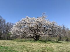 3月30日
多摩湖近くの「みつこ桜」へ。