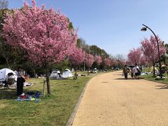 王子駅からは少し離れていますが、桜まつりが行われていた舎人公園に立ち寄りました。
満開の桜は一部だけでしたが、多くの人がテントを持参したりバーベキューをしたりして休日を楽しんでいました。