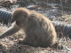 散歩していたら、子猿に遭遇。近くに、親猿もいて見守ってました。