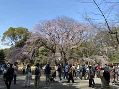 しだれ桜は7分咲きになっていました。