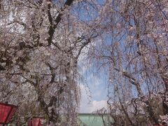 次は伊豆一の宮、三島大社です。桜祭りの時期で駐車場は満車でしたが、周辺に有料駐車場が点在しています。かなり広い境内には桜があちこちで咲いており、参拝者で賑わっていました。