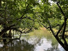 仲間川のマングローブ林の中の川をカヌーで渡ります。