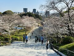 階段を上がったところからの景色です♪
西公園は「日本さくら名所100選」1300本もの桜が咲き誇っています♪

光雲神社から南に延びる参道には、五十二段の長い石段と三段の短い石段があります。