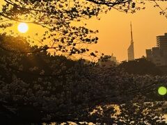 上之橋を渡りきった辺り
お堀沿いから
夕陽と桜と福岡タワー

夕陽が綺麗でした(o^^o)