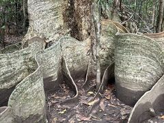 そして有名なのはこの木の根…「森の巨人たち百選」に選ばれたサキシマスオウの木で、推定年齢４００年この高さ１８ｍ、根の高さ３ｍの巨木だそうです。
大自然の脅威ですね！