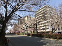 中央分離帯と両側の歩道には120本ほどの桜が植えられています。